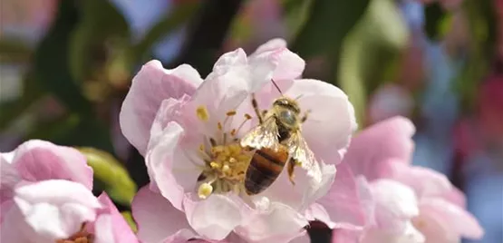 Biene in einer Blüte (GS636399.jpg)