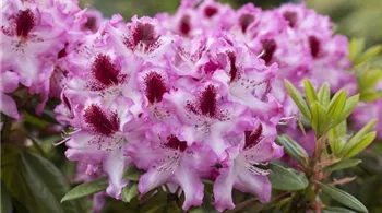 Rhododendron Hybride (großblumig) (GS492430.jpg)
