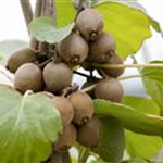 Actinidia chinensis