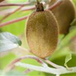 Actinidia chinensis