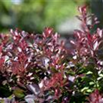 Berberis thunbergii 'Atropurpurea Nana'