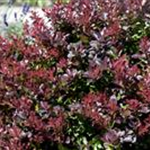 Berberis thunbergii 'Atropurpurea Nana'