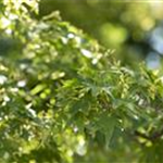 Acer palmatum 'Red Dragon'