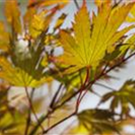 Acer palmatum 'Red Dragon'