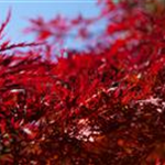 Acer palmatum 'Red Dragon'
