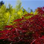 Acer palmatum 'Red Dragon'
