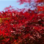 Acer palmatum 'Red Dragon'