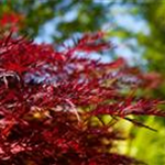Acer palmatum 'Red Dragon'