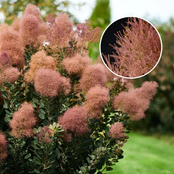 r-olv-neuheit-cotinus-magical-torch.jpg