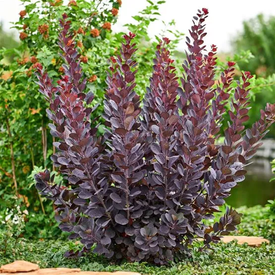 r-olv-neuheit-cotinus-nagical-purple.jpg