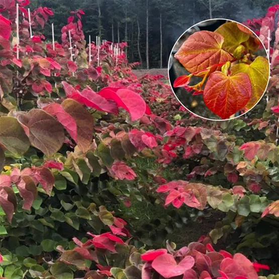 r-olv-neuheit-cercis-HeartAFire.jpg