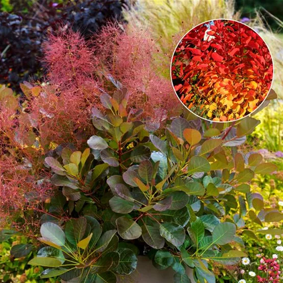 r-olv-neuheit-cotinus-flamissimo.jpg