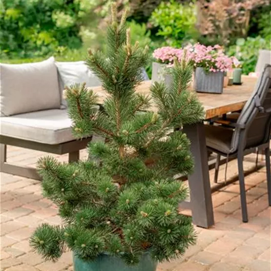 Pinus uncinata 'Bluzarre'.jpg