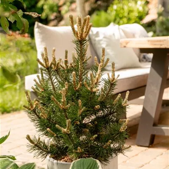 Pinus uncinata 'Ildico'.jpg