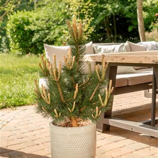 Pinus uncinata 'Attila'.jpg