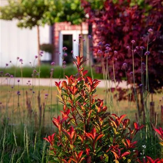 Besondere Glanzmispel - Photinia fraseri 'Devil’s Dream®'.jpg