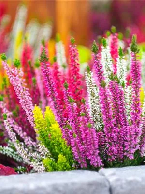 Beauty Ladies Euphoria bei Kerski