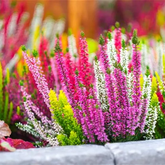 Beauty Seasons Euphoria-Line.jpg