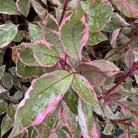 Cornus alba ‘Miracle’ zeigt eine besondere Laubfärbung.jpg