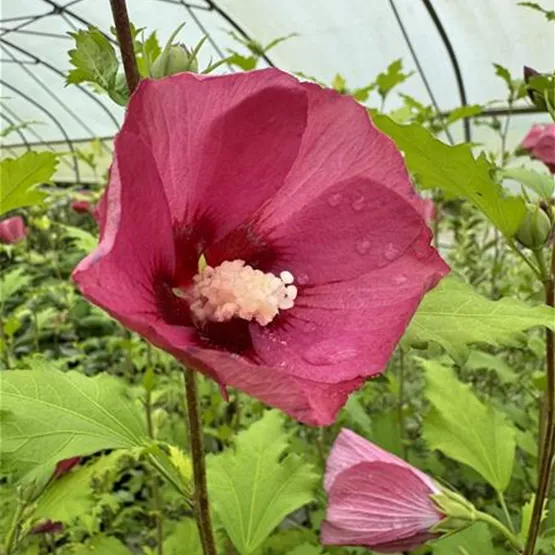 Hibiscus syriacus ‘Flower Tower Ruby’ in ausgezeichneter Qualität bei Schachtschneider.jpg