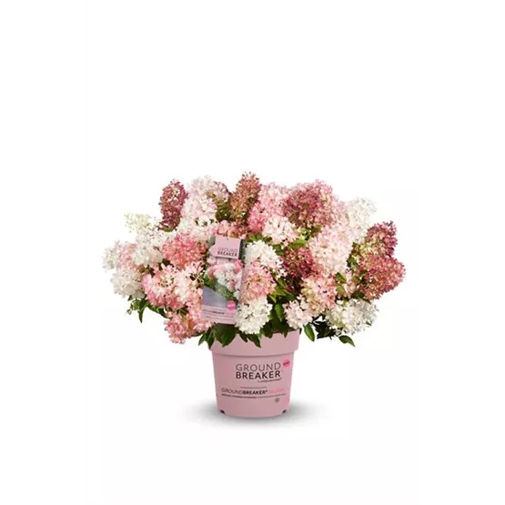 Hydrangea paniculata 'Groundbreaker® Blush™'.jpg