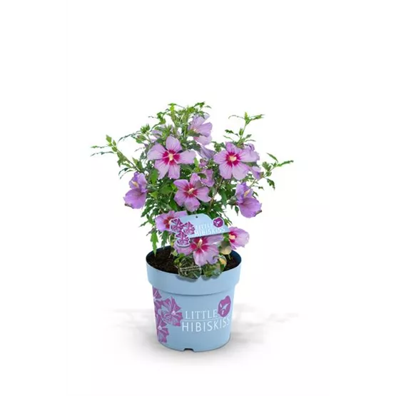 Hibiskus 'Little Hibiskiss®'.jpg