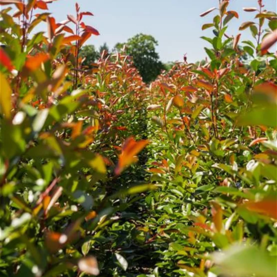 Photinia Fraseri 'Red Robin'.jpg