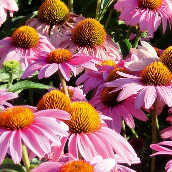 Hülsmann erweitert das Satudenprogramm um Echinacea purpurea ‘Feeling Pink’.jpg