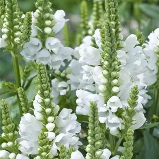 Reinweiße Blüten mit der Physostegia virginiana 'Crystal Peak White‘.jpg
