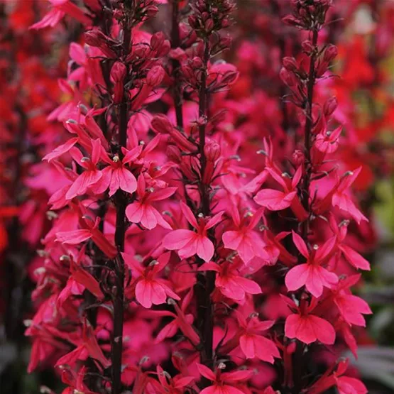 Die tiefrote Lobelia x speciosa ‘Starship Deep Rose’ bei Hülsmann.jpg