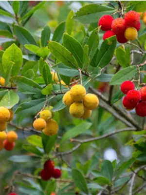 Neu bei Hinrichs Pflanzen - Arbutus unedo 'Roselily' R