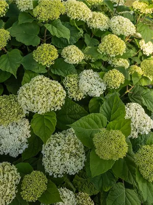 Neu bei Hinrichs Pflanzen - Hydrangea arborescens 'FlowerWOW' R
