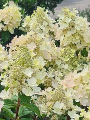 Neu bei Hinrichs Pflanzen - Hydrangea paniculata ‘Bee Happy‘ und 'Living Little Apple' R