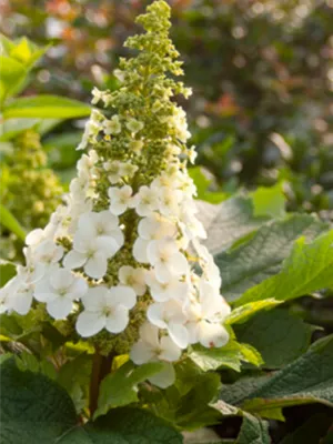 Neu bei Hinrichs Pflanzen - Hydrangea quercifolia 'Jetstream' R
