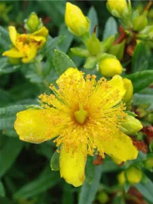 Neu bei Hinrichs Pflanzen - Hypericum kalmianum 'Cobalt-N-Gold' R