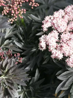 Neu bei Hinrichs Pflanzen - Sambucus nigra 'Laced up' S
