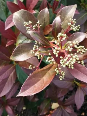 Neu bei Hinrichs Pflanzen - Viburnum odoratissimum 'Coppertop‘ R