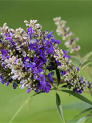 Neue Vitex bei Hinrichs Pflanzen