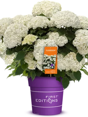 zu Jeddeloh Pflanzen - FLOWERWOW -R- mehr Blüten, mehr Power, mehr Wow