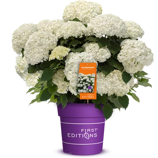 FlowerWow_Freisteller.png