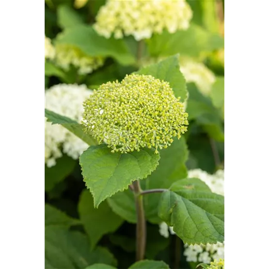 FlowerWow_Stabile_Stengel.jpg