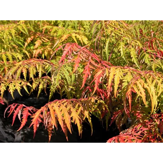Canadian Summer_Rhus Tiger Eyes.jpg