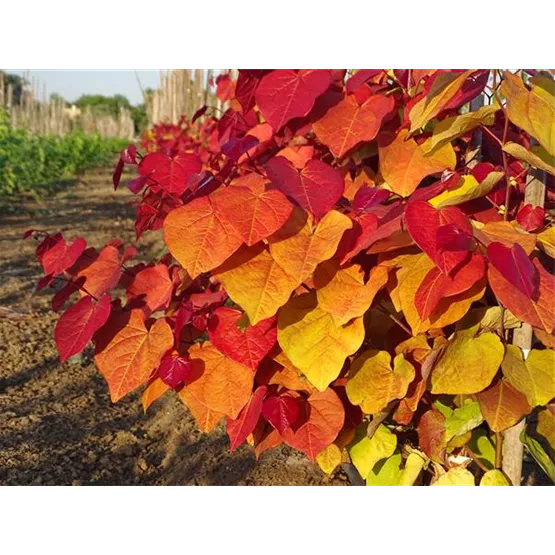 Canadian Summer_Cercis_EternalFlame.JPG