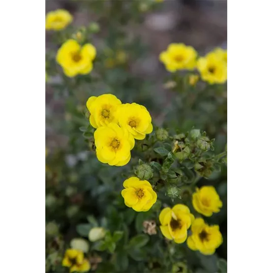 SommerFiesta_Potentilla_CitrusTart.jpg