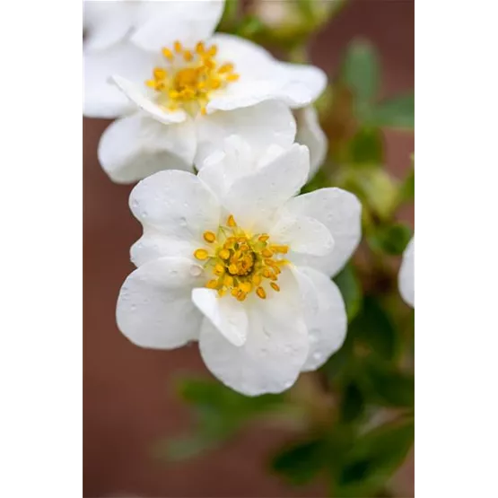SommerFiesta_Potentilla_CremeBrule.jpg
