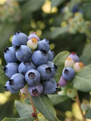 zu Jeddeloh Pflanzen - BRAZELBERRY jetzt auch im C2,8-Topf