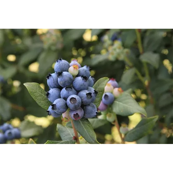 BrazelBerry 'Perpetua'_zJP .jpg
