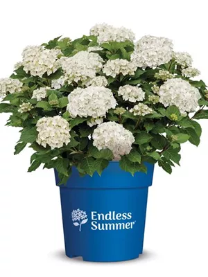 zu Jeddeloh Pflanzen - ENDLESS SUMMER® ‘DREAMCLOUD®’