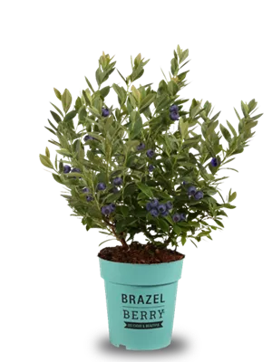 zu Jeddeloh Pflanzen - BRAZELBERRY® ‘BERRY BONANZA‘