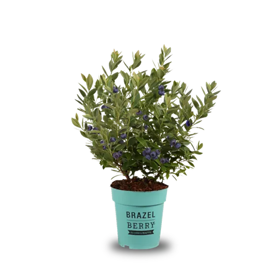 BrazelBerry Berry Bonanza mit Beeren.png